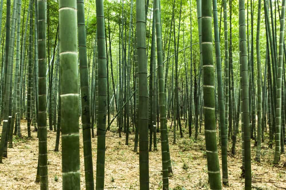 bambu para uitensilios de cocina
